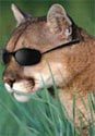 TX TomKat's Avatar